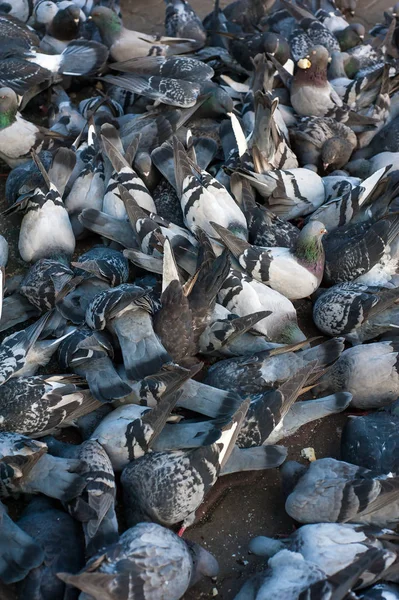 Veel duiven een korst van het brood eten. — Stockfoto