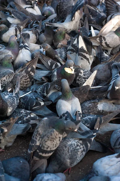Wiele gołębi jedzenia chleb. — Zdjęcie stockowe
