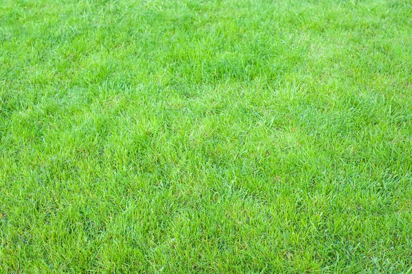 Grüner, frischer Rasen für Hintergrund und als Textur. — Stockfoto