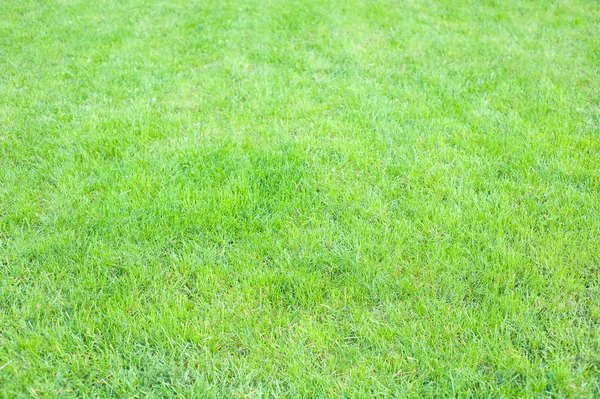 Green fresh lawn for background and for using as texture. — Stock Photo, Image