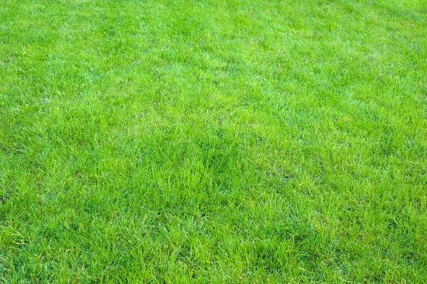 Zielony świeży trawnik dla tła i używać jako tekstury. — Zdjęcie stockowe