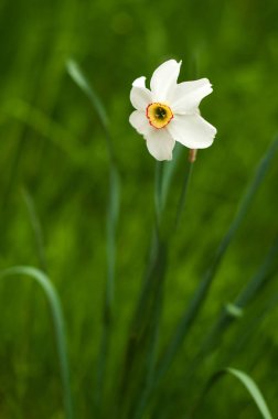Seçici odak ile sarı trompet ile beyaz nergis görüntüsünü