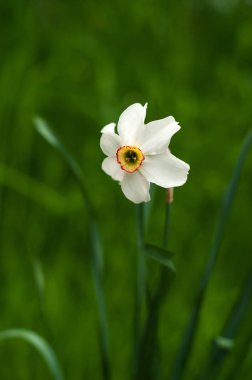 Seçici odak ile sarı trompet ile beyaz nergis görüntüsünü