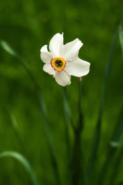 Seçici odak ile sarı trompet ile beyaz nergis görüntüsünü