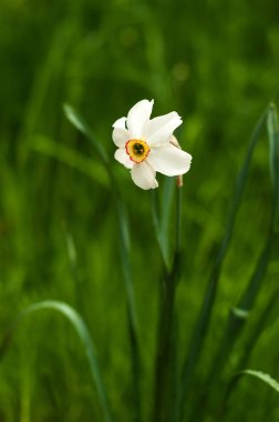 Seçici odak ile sarı trompet ile beyaz nergis görüntüsünü