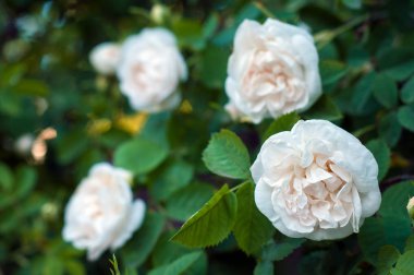 Beyaz güller çiçek bahçe içinde güzel bush. 