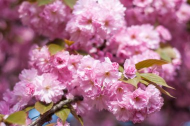Uzhgorod Ukrayna Hanami veya sakura sezon. 