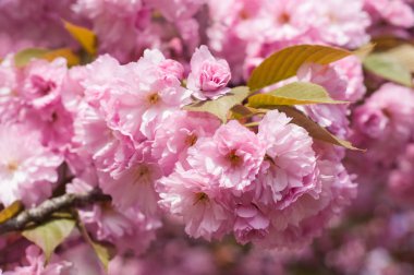 Uzhgorod Ukrayna Hanami veya sakura sezon. 