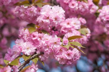 Uzhgorod Ukrayna Hanami veya sakura sezon. 