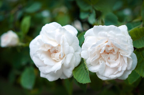Прекрасный куст белых роз цветет в саду
. 