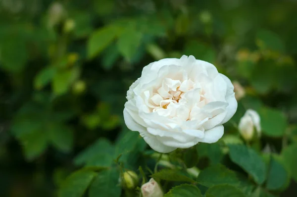Mooie bush van witte rozen bloeien in de tuin. — Stockfoto