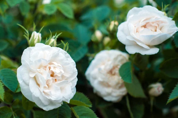 Beautiful bush of white roses bloom in the garden. — Stock Photo, Image