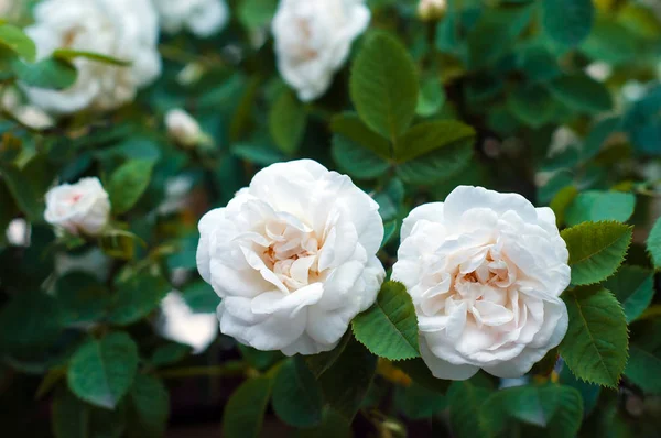 Beautiful bush of white roses bloom in the garden. — Stock Photo, Image