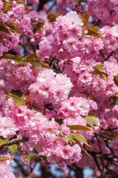 Uzhgorod Ukrayna Hanami veya sakura sezon. 