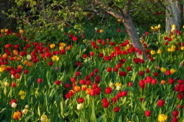 Bahar mevsimi güneşli sabah kırmızı, sarı, turuncu ve Pembe Lale çiçek.