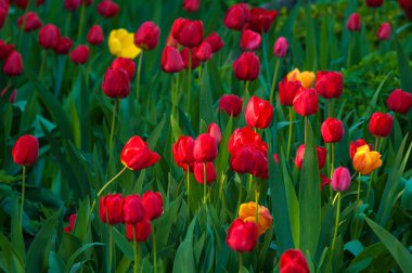 Bahar mevsimi güneşli sabah kırmızı, sarı, turuncu ve Pembe Lale çiçek.