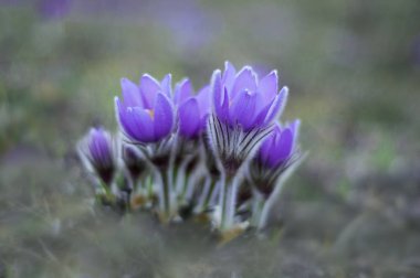 Güzel mor pasque çiçekler ile çim sahada. 