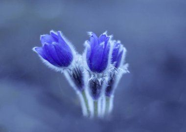 Güzel mavi pasque çiçekler ile çim sahada. 