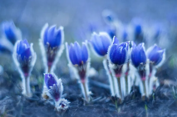 Piękne pasque niebieskie kwiaty na polu z trawy. — Zdjęcie stockowe