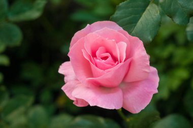 Bahçedeki yeşil çalıların arka planında tomurcukları olan pembe güller..