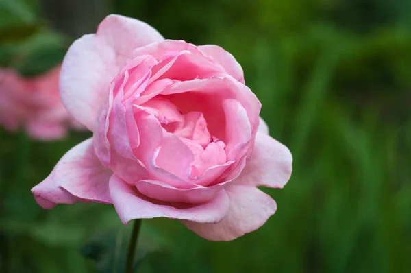 Rosas rosadas con brotes sobre un fondo de un arbusto verde en el jardín. —  Fotos de Stock
