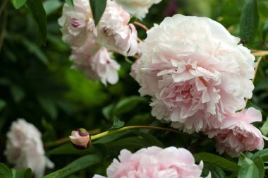 Yaz bahçesinde taze pembe peonies grup. 