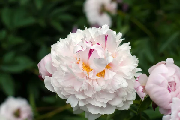 Gruppo di peonie rosa fresche in giardino in estate . — Foto Stock
