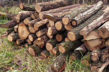 Taze yeşil çimenlerin üzerinde yığılı ağaç günlükleri kesti. Bir yığınına kesilen günlükleri.