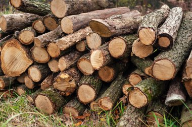 Taze yeşil çimenlerin üzerinde yığılı ağaç günlükleri kesti. Bir yığınına kesilen günlükleri.