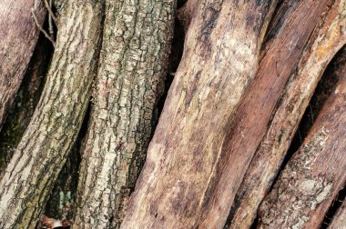 Taze yeşil çimenlerin üzerinde yığılı ağaç günlükleri kesti. Bir yığınına kesilen günlükleri.