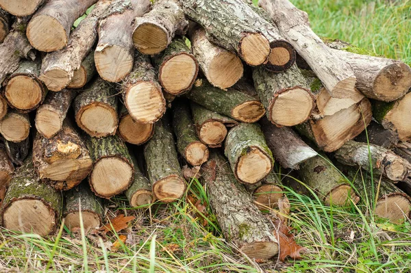 Čerstvě Řezané Strom Protokoly Zelené Trávě Protokoly Srazil Jedné Hromady — Stock fotografie