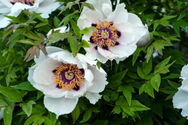 Yağmurdan sonra çiçek açan ağaç şakayık.