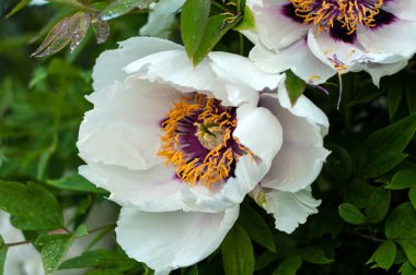 Yağmurdan sonra çiçek açan ağaç şakayık. 