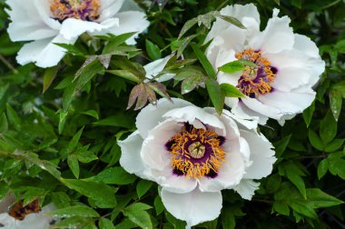 Yağmurdan sonra çiçek açan ağaç şakayık. 