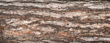 Çam kabuğu kabartma dokusu panoramik fotoğraf.  