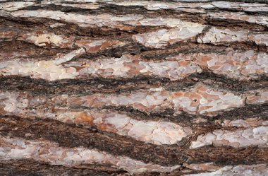 Çam kabuğu kabartma dokusu panoramik fotoğraf. Görüntü