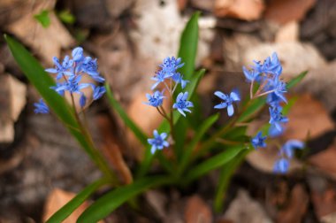 Çiçek açan bahar çiçekleri Scilla arka plan. Scilla çiçekler üzerinde 
