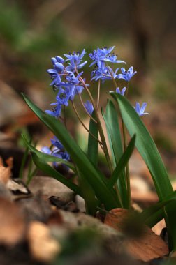 Çiçek açan bahar çiçekleri Scilla arka plan. Scilla çiçekler üzerinde 
