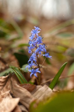Scilla arka plan bahar çiçek açan çiçekler. 