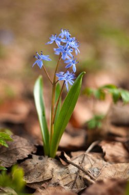 Çiçek açan bahar çiçekleri Scilla arka plan. Scilla çiçekler üzerinde 