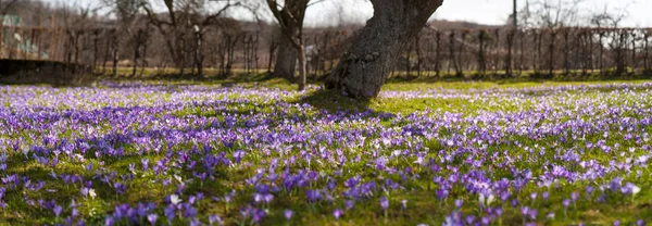 Blühende Lila Blüten Sonnigen Frühlingstag — Stockfoto