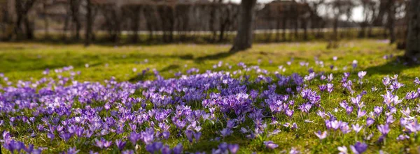 Blühende Lila Blüten Sonnigen Frühlingstag — Stockfoto