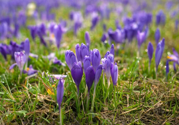 Colorful spring glade in Carpathian village with fields of blooming crocuses. — Stock Photo, Image