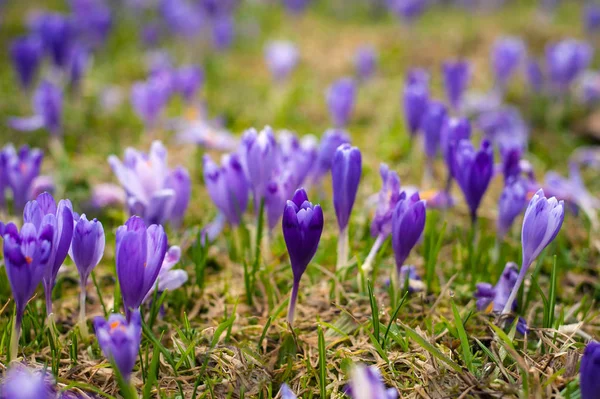 Kolorowe wiosenne Polanie w karpackiej wiosce z polami kwitnących krokatów. — Zdjęcie stockowe