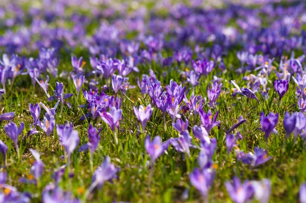 Colorful spring glade in Carpathian village with fields of blooming crocuses. — Stock Photo, Image