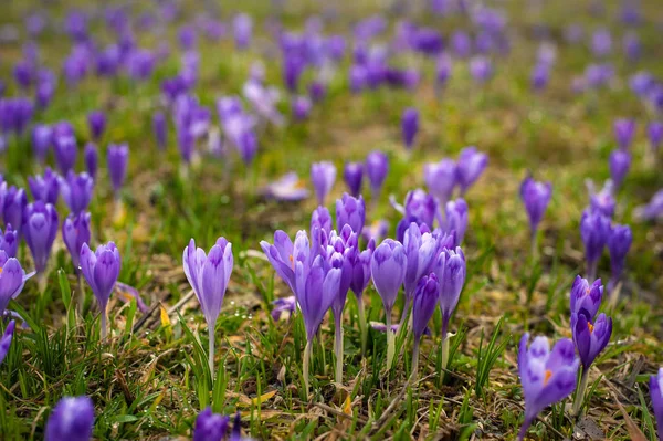 Kolorowe wiosenne Polanie w karpackiej wiosce z polami kwitnących krokatów. — Zdjęcie stockowe