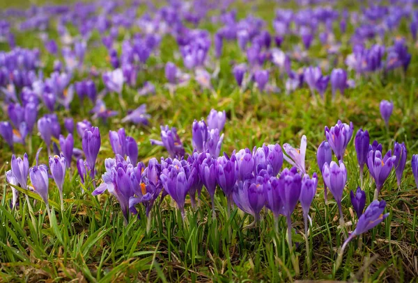 Colorful spring glade in Carpathian village with fields of blooming crocuses. — Stock Photo, Image