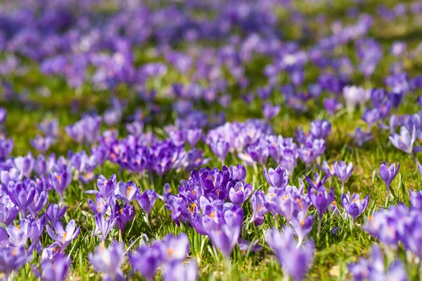 Colorful spring glade in Carpathian village with fields of blooming crocuses. — Stock Photo, Image