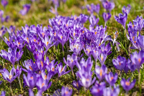 Colorful spring glade in Carpathian village with fields of blooming crocuses. — Stock Photo, Image