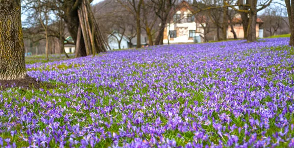 Blooming Purple Flowers Sunny Spring Day — Stock Photo, Image